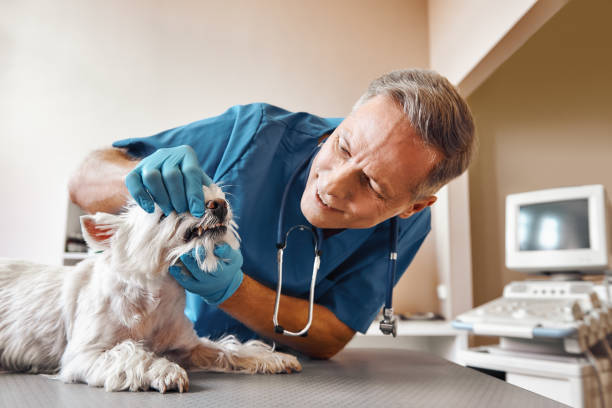 Best Broken or Cracked Tooth Emergency Dentist in Ramseur, NC